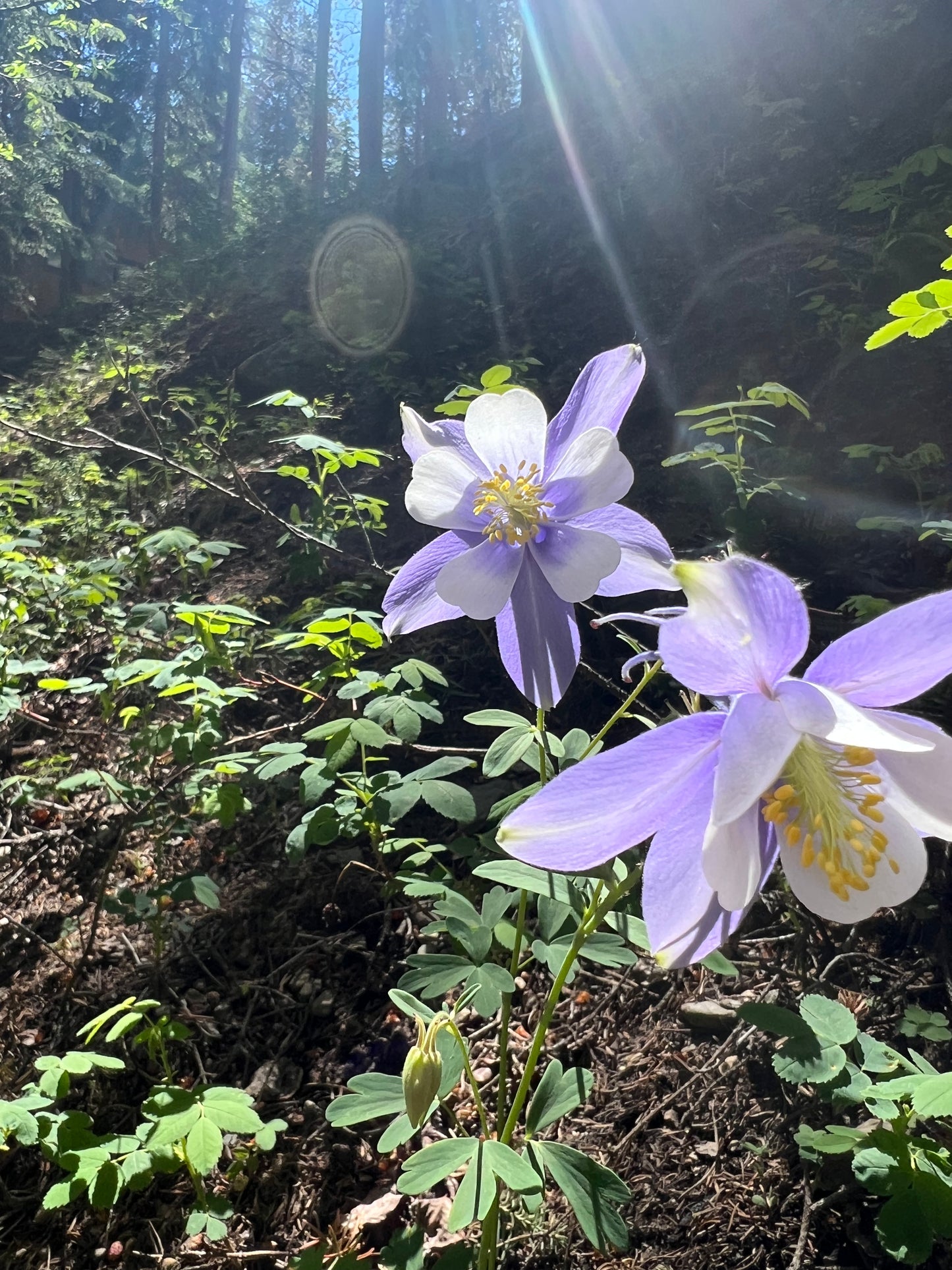 Blue Columbine Seeds