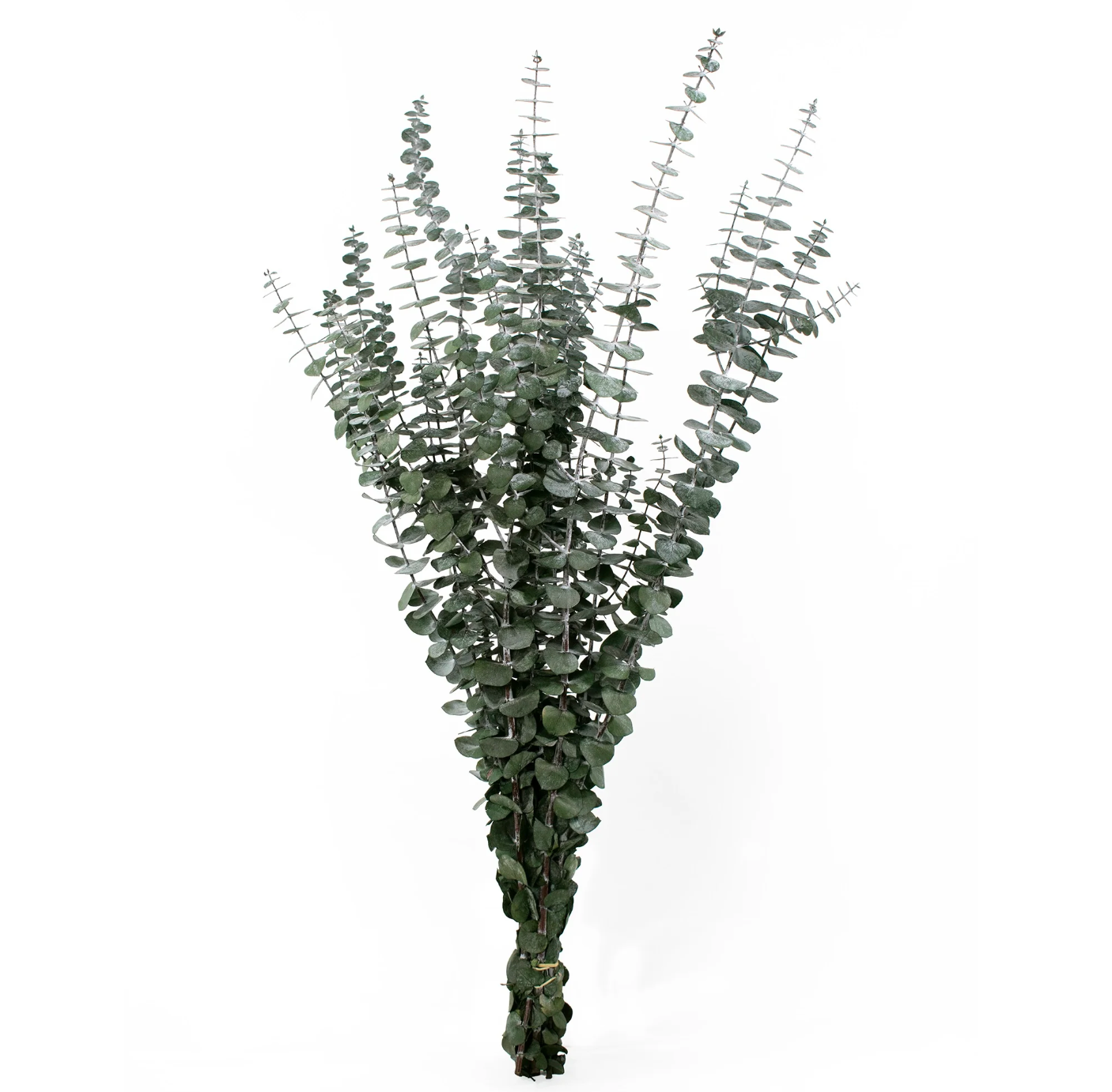 Baby Eucalyptus Bundle