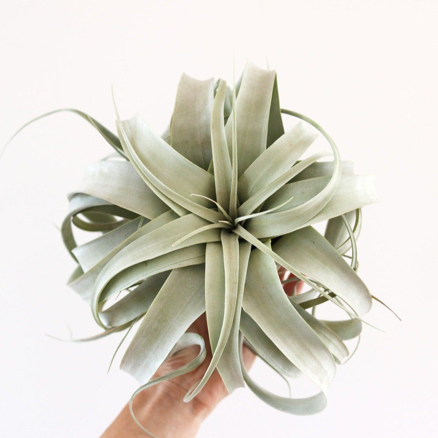 Xerographica - Large Airplants