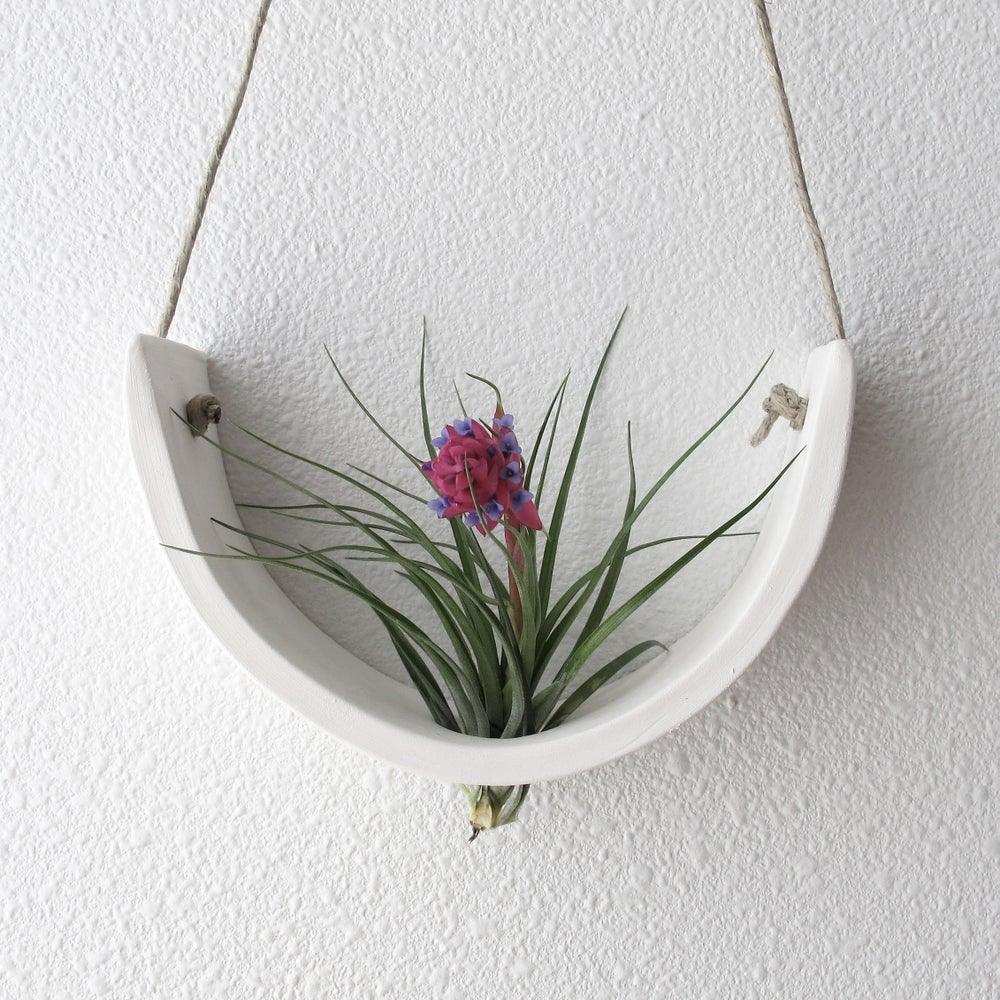 Hanging Air Plant Cradle