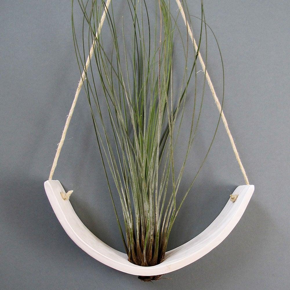 Hanging Air Plant Cradle