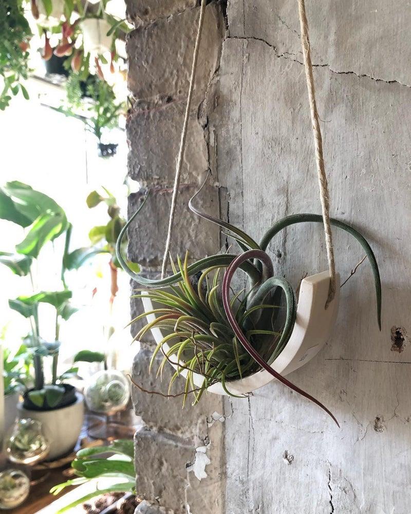Hanging Air Plant Cradle