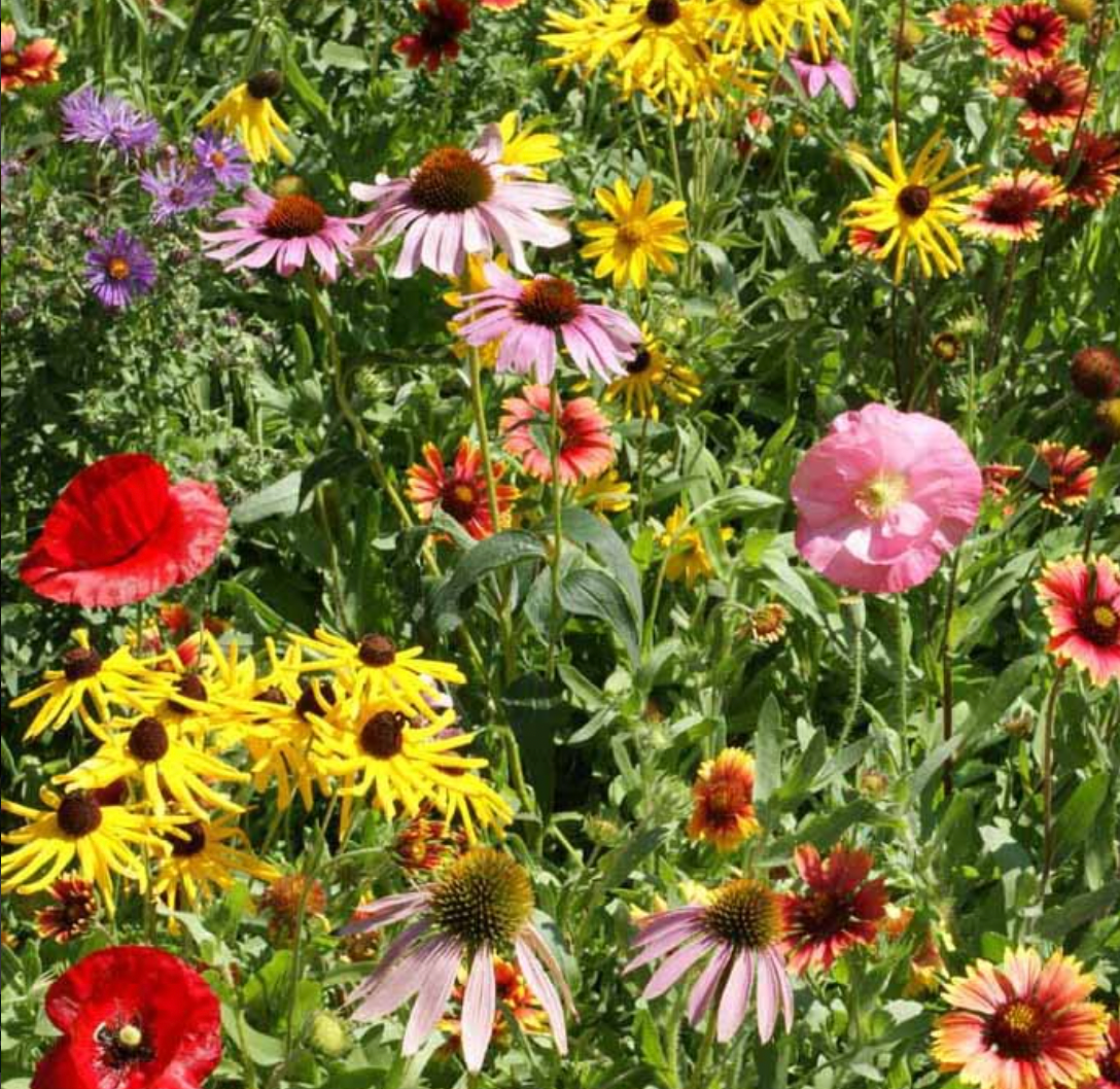 Save the Bees Wildflower Seeds