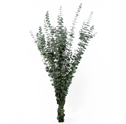 Baby Eucalyptus Bundle