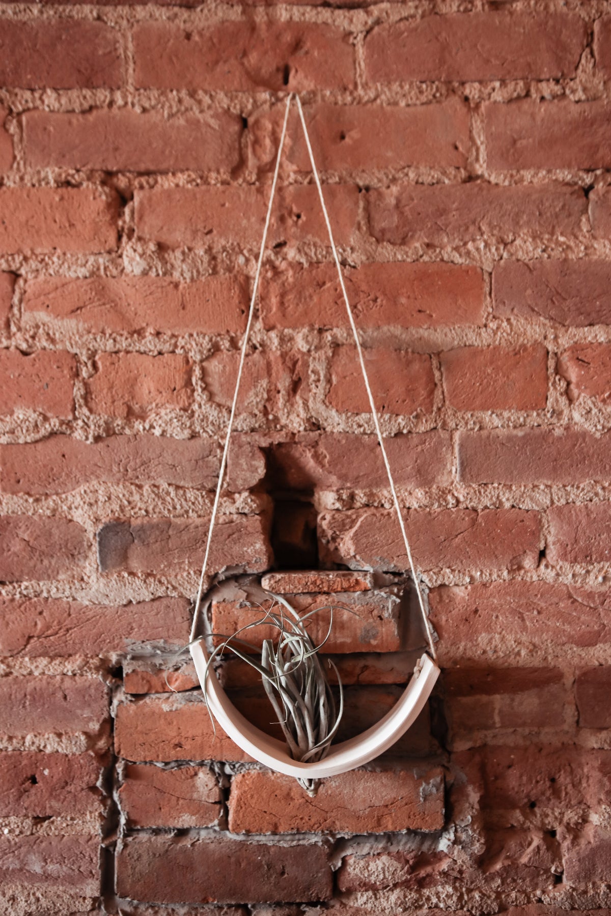 Hanging Air Plant Cradle