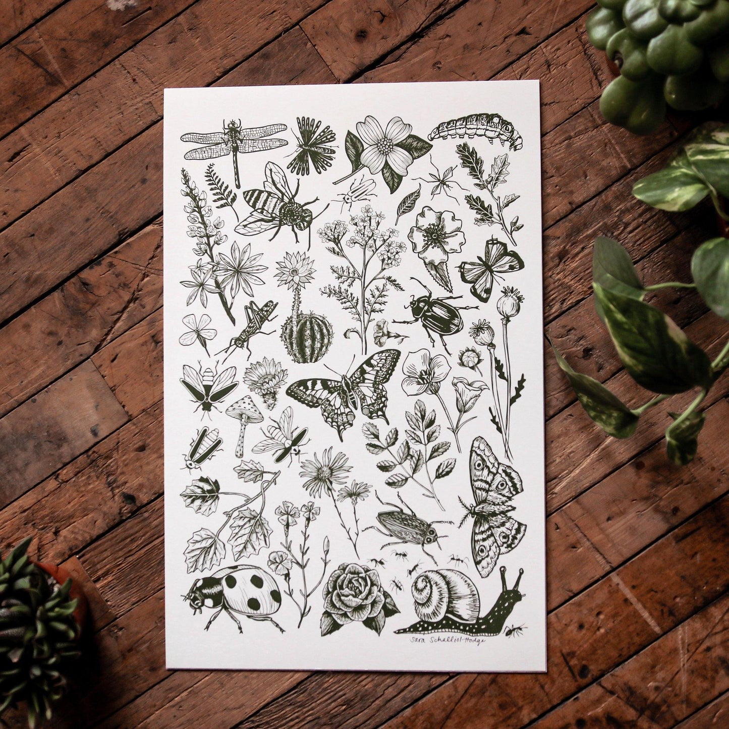 This wall art is the very best of the bug and floral botanical prints.