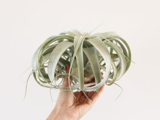 Xerographica - Large Airplants