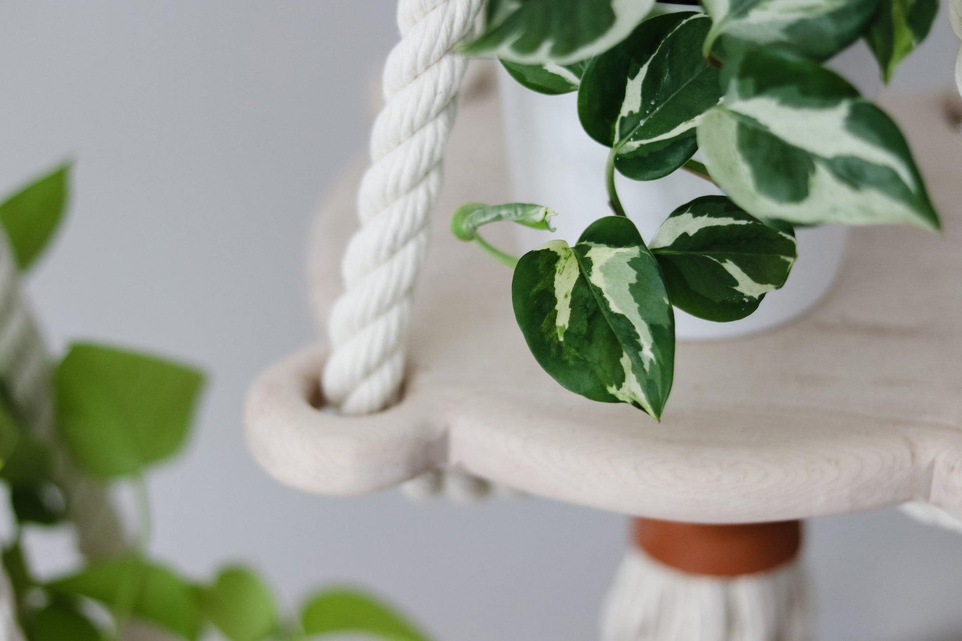 Wood, rope and leather hanging planter