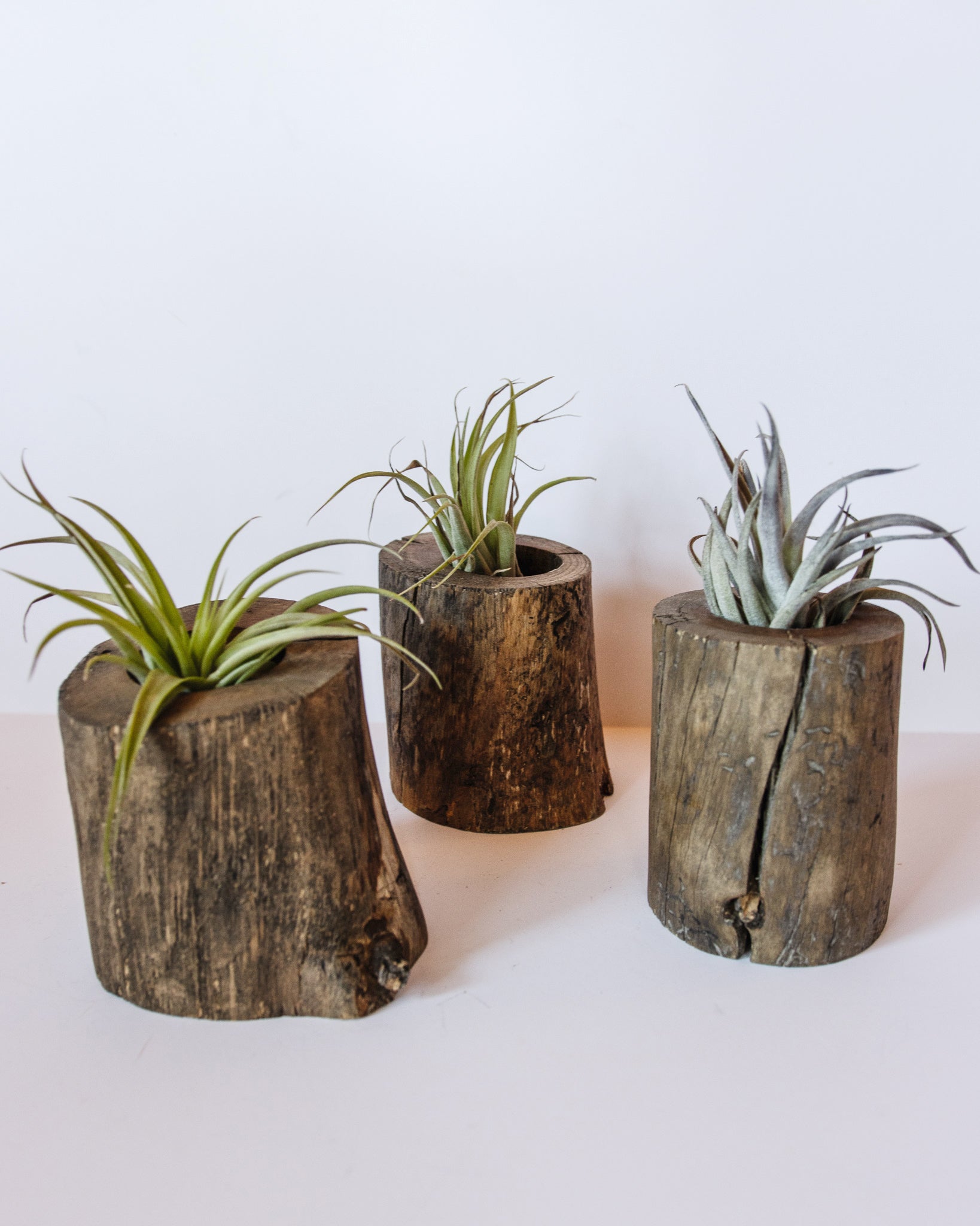 Airplants in Small Log Holder dark wood stain