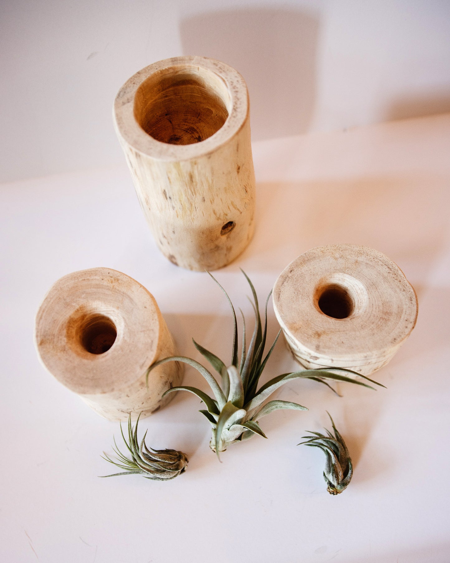 Airplants next to Small Log Holder