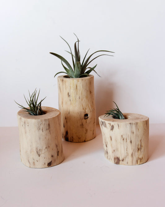 Airplants in Small Log Holder
