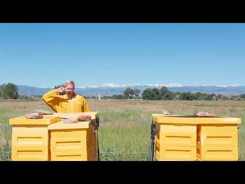 clover honey